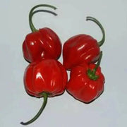 Aji Umba Hot PEPPER SEEDS - Capsicum chinense,from brazil - Caribbean garden seed