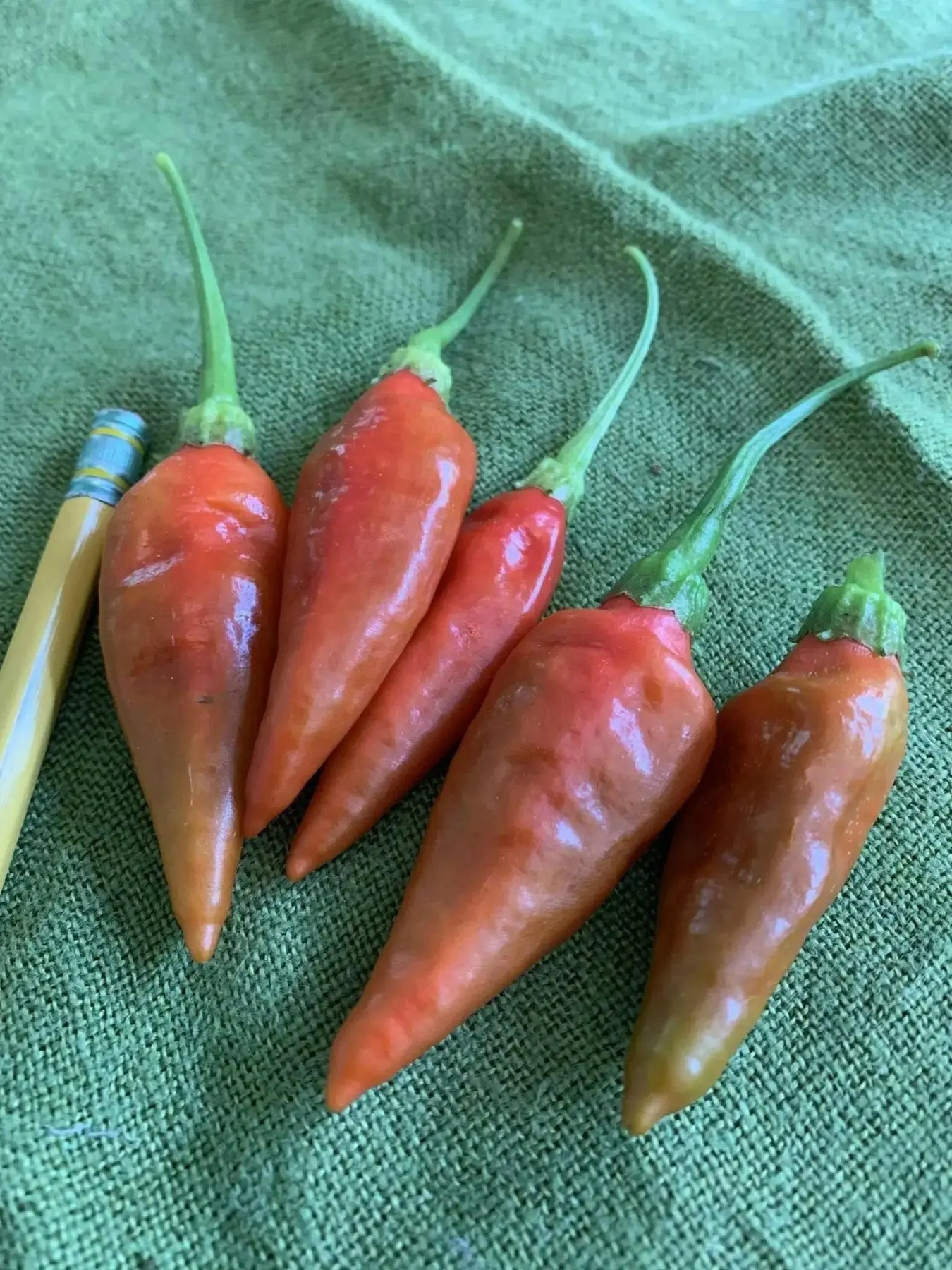 Aji Sazonar' PEPPER SEEDS,, seasoning pepper from Cuba, Capsicum frutescens - Caribbean garden seed
