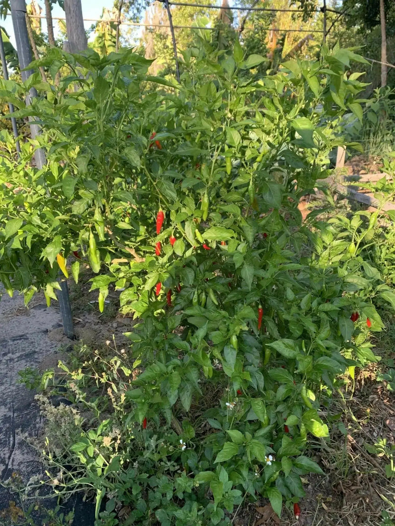 Aji Sazonar' PEPPER SEEDS,, seasoning pepper from Cuba, Capsicum frutescens - Caribbean garden seed
