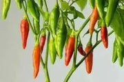 Aji Sazonar' PEPPER SEEDS,, seasoning pepper from Cuba, Capsicum frutescens - Caribbean garden seed