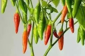 Aji Sazonar' PEPPER SEEDS,, seasoning pepper from Cuba, Capsicum frutescens - Caribbean garden seed