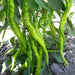 AJI SIVRI CHILI, Pepper Seeds -Capsicum annuum - Caribbean garden seed