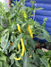 AJI SIVRI CHILI, Pepper Seeds -Capsicum annuum - Caribbean garden seed