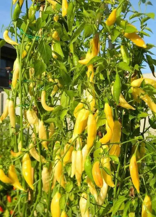 Aji Pineapple  Pepper Seeds ,CAPSICUM BACCATUM - Caribbean garden seed