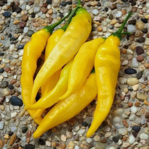 Aji Pineapple  Pepper Seeds ,CAPSICUM BACCATUM - Caribbean garden seed