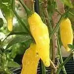 Aji Pineapple  Pepper Seeds ,CAPSICUM BACCATUM - Caribbean garden seed