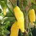 Aji Pineapple  Pepper Seeds ,CAPSICUM BACCATUM - Caribbean garden seed