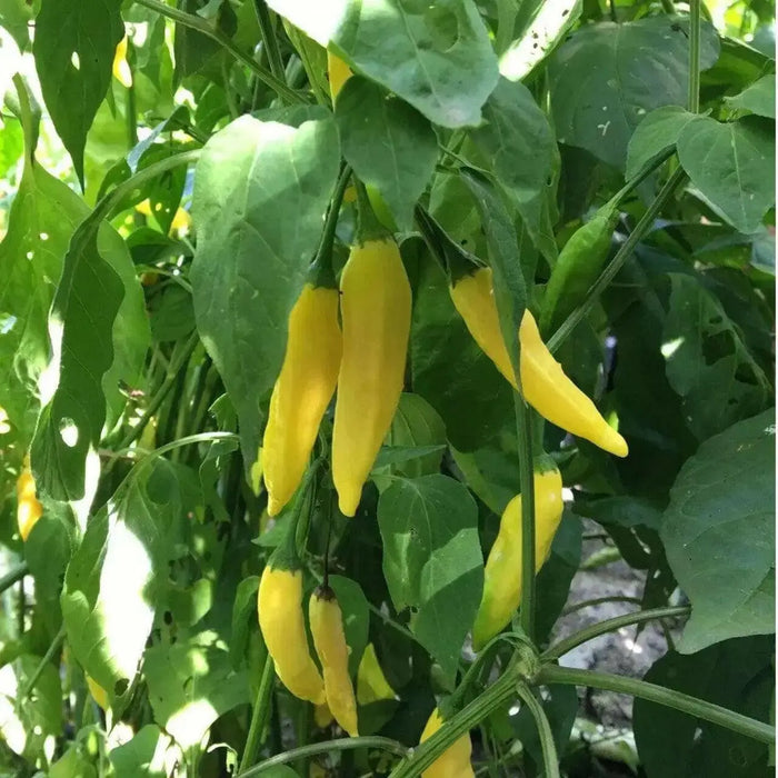 Aji Pineapple  Pepper Seeds ,CAPSICUM BACCATUM - Caribbean garden seed