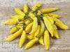 Aji Yellow Hot Peppers (10 Seeds, Capsicum chinense )  from Peru - Caribbean garden seed