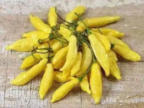 Aji Yellow Hot Peppers (10 Seeds, Capsicum chinense )  from Peru - Caribbean garden seed