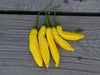 Aji Yellow Hot Peppers (10 Seeds, Capsicum chinense )  from Peru - Caribbean garden seed