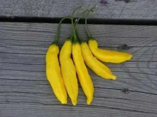 Aji Yellow Hot Peppers (10 Seeds, Capsicum chinense )  from Peru - Caribbean garden seed