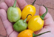 Aji jobito pepper seeds (Capsicum chinense) mild - Caribbean garden seed