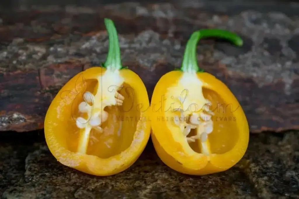 Aji jobito pepper seeds (Capsicum chinense) mild - Caribbean garden seed