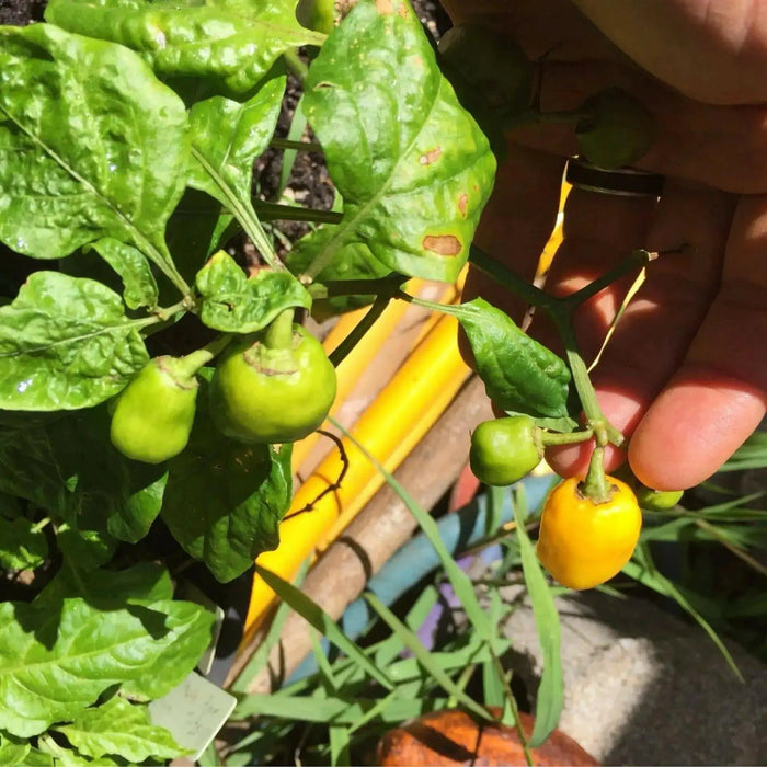 Aji jobito pepper seeds (Capsicum chinense) mild - Caribbean garden seed