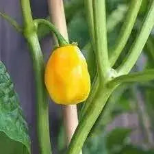 Aji jobito pepper seeds (Capsicum chinense) mild - Caribbean garden seed