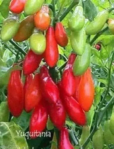 AJI YUQUITANIA Pepper Seeds (Capsicum chinense) Very Hot.