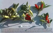 AJI YUQUITANIA Pepper Seeds (Capsicum chinense) Very Hot.