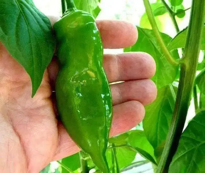 Aji Verde Peppers Seeds ,Capsicum baccatum, From Peru - Caribbean garden seed