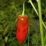 Aji Verde Peppers Seeds ,Capsicum baccatum, From Peru - Caribbean garden seed