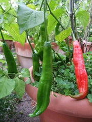 Aji Santa Cruz, Chili Pepper Seeds, Very Hot (Capsicum baccatum) - Caribbean garden seed