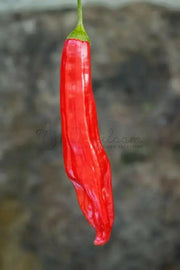Aji Santa Cruz, Chili Pepper Seeds, Very Hot (Capsicum baccatum) - Caribbean garden seed