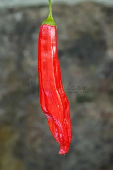 Aji Santa Cruz, Chili Pepper Seeds, Very Hot (Capsicum baccatum) - Caribbean garden seed
