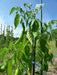 Aji PACAY Pepper Seeds, Capsicum baccatum - Caribbean garden seed