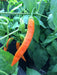 Aji PACAY Pepper Seeds, Capsicum baccatum - Caribbean garden seed