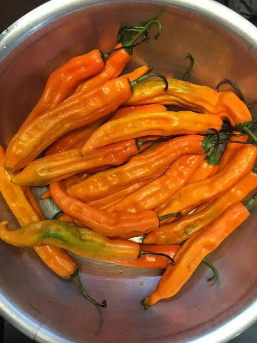 Aji PACAY Pepper Seeds, Capsicum baccatum - Caribbean garden seed