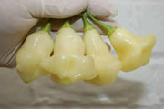 Aji White Fantasy Pepper Seeds ,Capsicum Bacattum, compact Plant - Caribbean garden seed