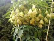 Aji White Fantasy Pepper Seeds ,Capsicum Bacattum, compact Plant - Caribbean garden seed