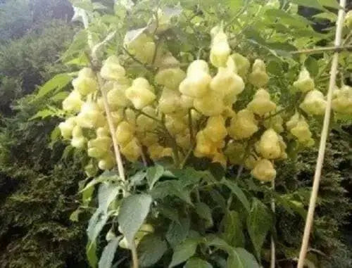 Aji White Fantasy Pepper Seeds ,Capsicum Bacattum, compact Plant - Caribbean garden seed