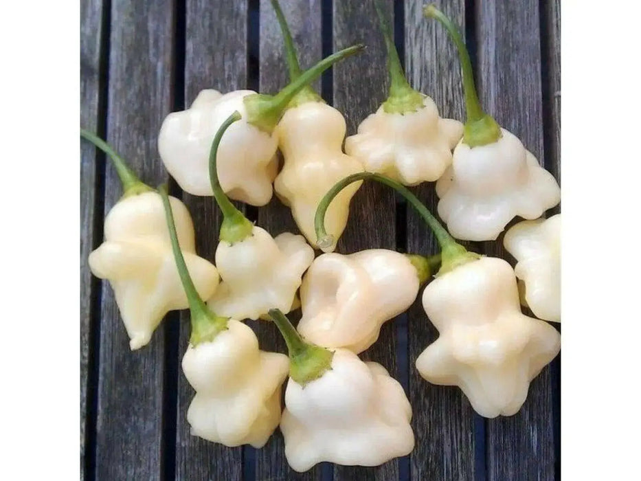 Aji White Fantasy Pepper Seeds ,Capsicum Bacattum, compact Plant - Caribbean garden seed