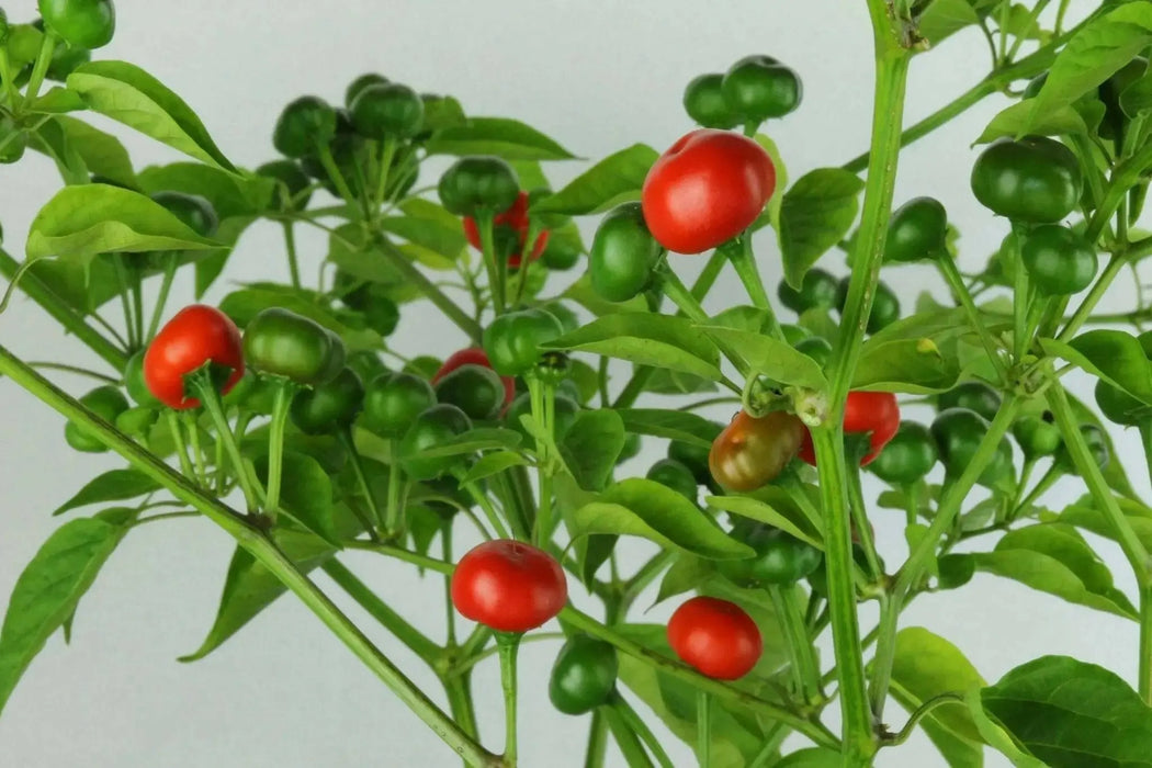 Aji Tapachula (10 Pepper Seeds)  Capsicum baccatum variety with cherry shaped - Caribbean garden seed
