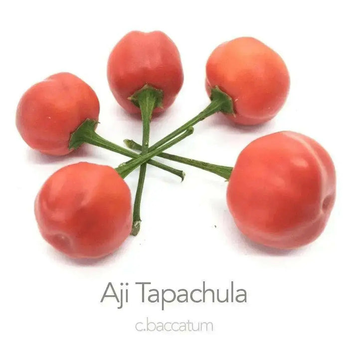 Aji Tapachula (10 Pepper Seeds)  Capsicum baccatum variety with cherry shaped - Caribbean garden seed