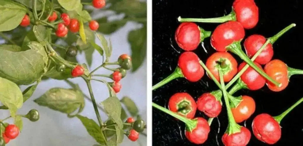 Aji Tapachula (10 Pepper Seeds)  Capsicum baccatum variety with cherry shaped - Caribbean garden seed