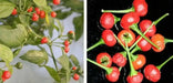 Aji Tapachula (10 Pepper Seeds)  Capsicum baccatum variety with cherry shaped - Caribbean garden seed