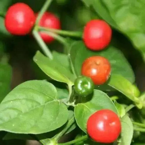 Aji Tapachula (10 Pepper Seeds)  Capsicum baccatum variety with cherry shaped - Caribbean garden seed