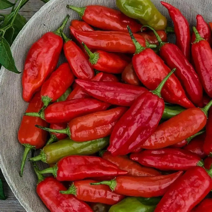 Aji Rico PEPPER Seeds (Capsicum baccatum) Medium hot - Caribbean garden seed