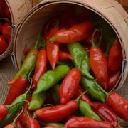 Aji Rico PEPPER Seeds (Capsicum baccatum) Medium hot - Caribbean garden seed