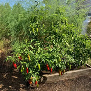 Aji Rico PEPPER Seeds (Capsicum baccatum) Medium hot - Caribbean garden seed