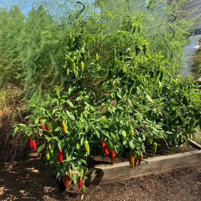 Aji Rico PEPPER Seeds (Capsicum baccatum) Medium hot - Caribbean garden seed