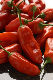 Aji Rico PEPPER Seeds (Capsicum baccatum) Medium hot - Caribbean garden seed