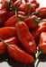 Aji Rico PEPPER Seeds (Capsicum baccatum) Medium hot - Caribbean garden seed