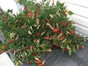 aji omnicolor, Ornamental Pepper Seeds ( Capsum Baccatum) - Caribbean garden seed
