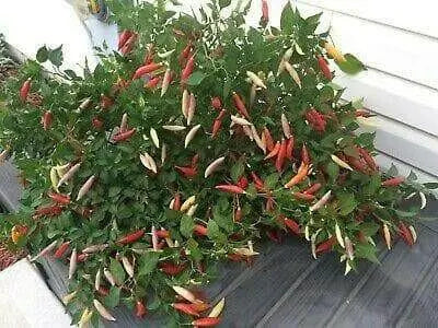 aji omnicolor, Ornamental Pepper Seeds ( Capsum Baccatum) - Caribbean garden seed