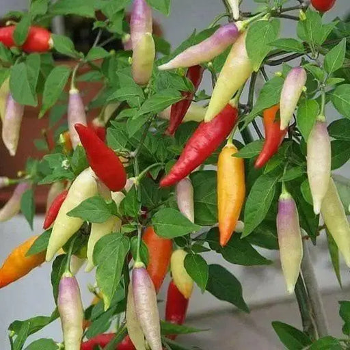 aji omnicolor, Ornamental Pepper Seeds ( Capsum Baccatum) - Caribbean garden seed