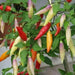 aji omnicolor, Ornamental Pepper Seeds ( Capsum Baccatum) - Caribbean garden seed