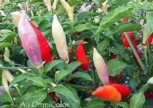 aji omnicolor, Ornamental Pepper Seeds ( Capsum Baccatum) - Caribbean garden seed